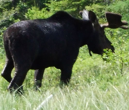 Moose on the Crow River.