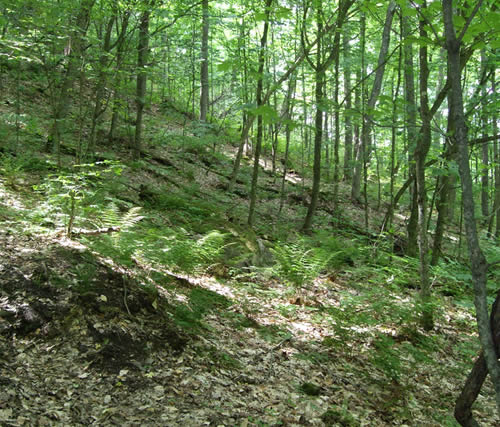 Forest path on the way to the Fire Tower.