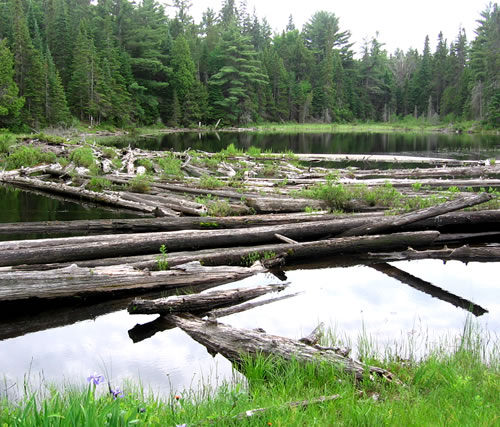 Log jam pile on the Crow River.