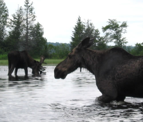 A pair of moose on the Crow River.