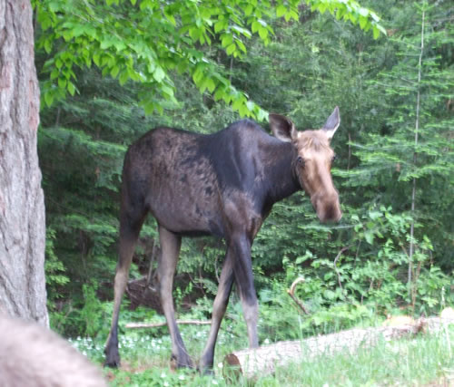 Moose visit.