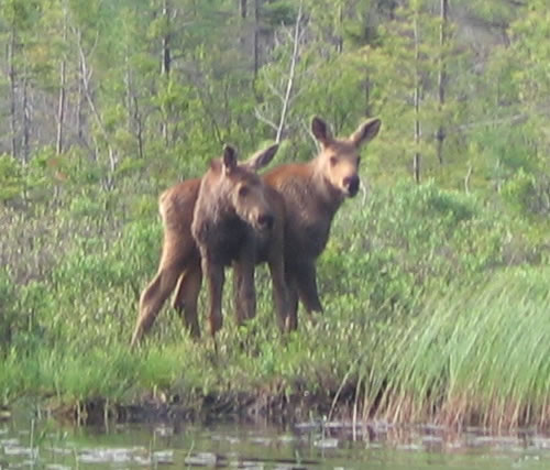 Two baby moose on the Crow River.
