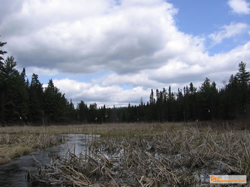 Cattail marsh area.