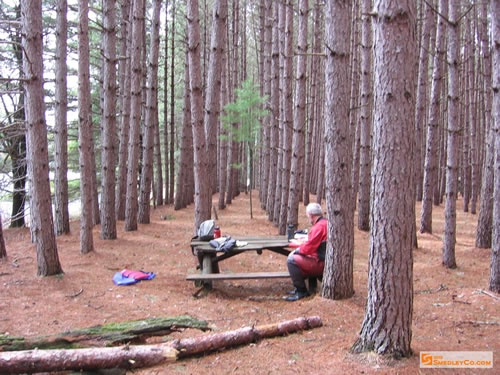 Horrible camp site among the plantation.