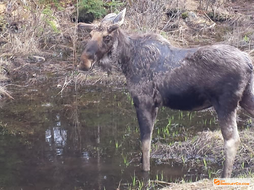 Highway 60 Moose.