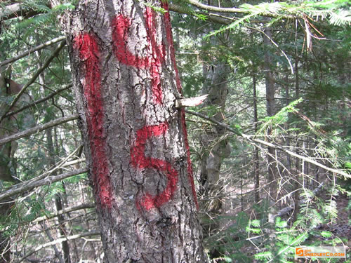 First canoers? But not the first people. Logging markings.