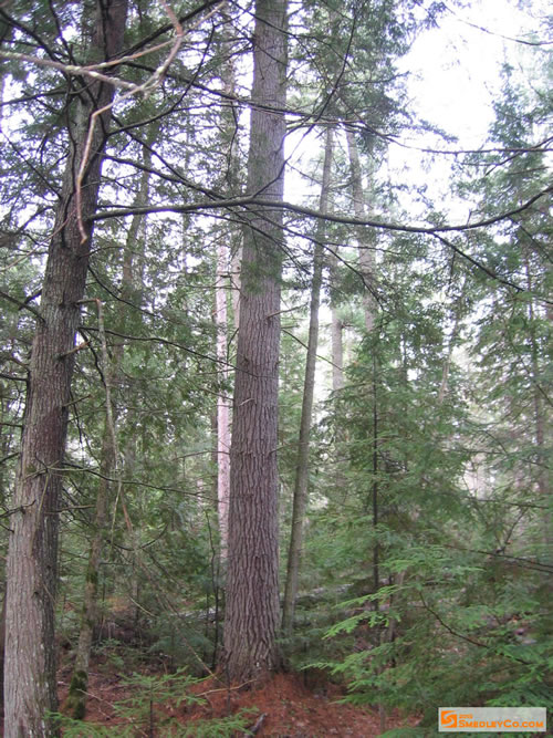 Some nice large pines found at the camp site.