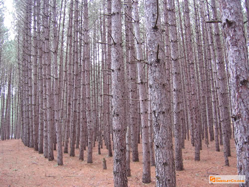 Crown land pine plantation.