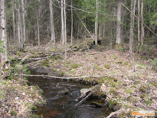 Pretty little feeder creek.