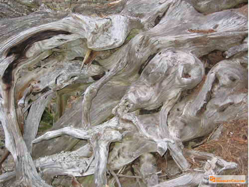 Twisted exposed roots of a riverside tree.