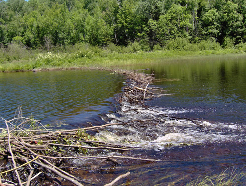 One of many beaver dams along the river.
