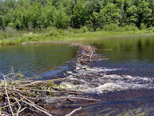 One of many beaver dams along the river.
