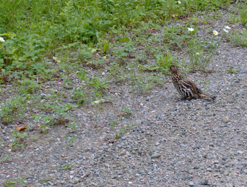 Grouse on Access Point road.