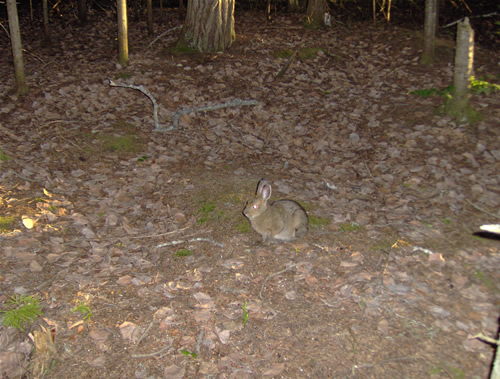 One of the rabbits on our site.