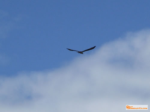 Osprey seen flying overhead.