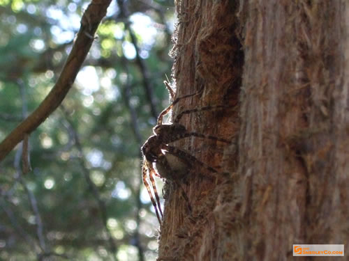 Wolf spider with egg sack.