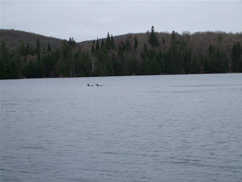 A pair of loons on Craig Lake.