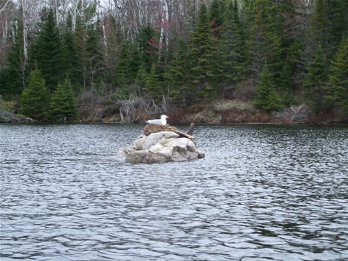 Seagull on nest.