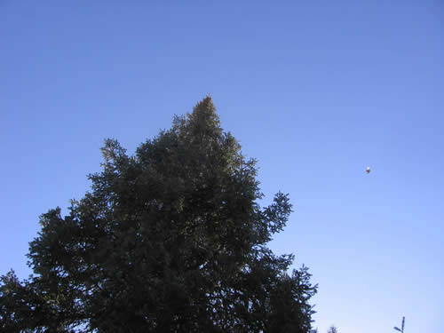 Nuthatch in flight - he was camera shy.