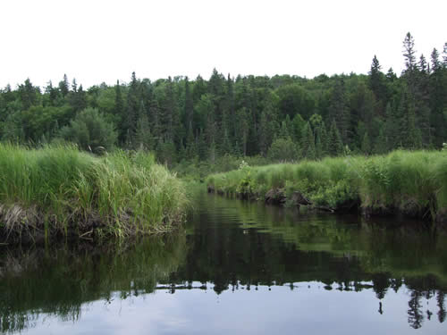 Paddling the channels and oxbows of Maple Creek.