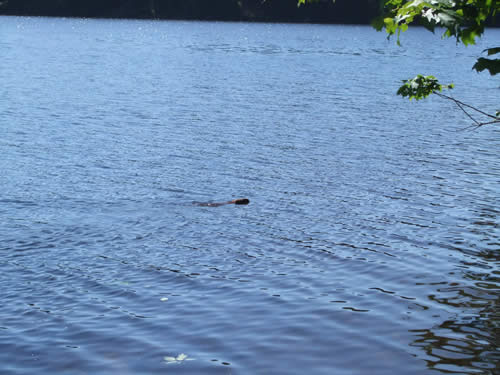 We watched a beaver swimming past us.