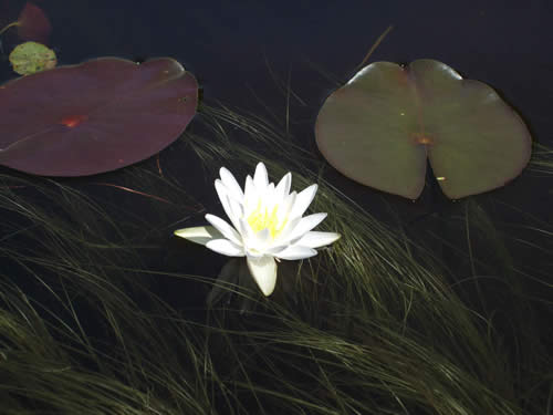 Water Lilly.