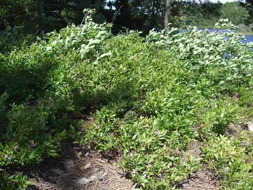 Plentiful blueberries.