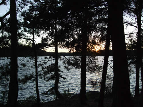 Sunset through the trees.