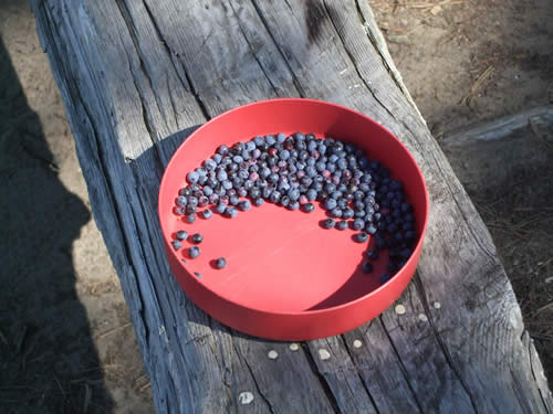 Algonquin Park Bear food.