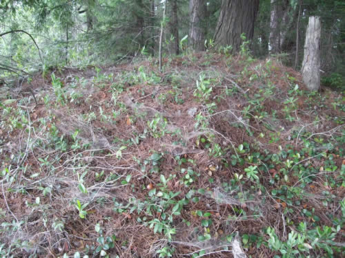 Spider web covered hillside.