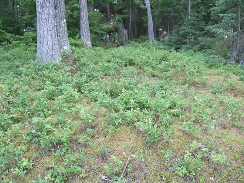 Unripe blueberries on northern side of the island.