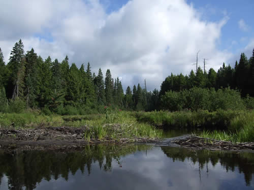 There was a small beaver dam along the way.