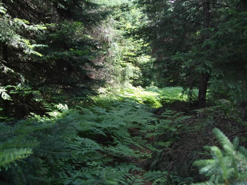 Start of the path that leads to the ruins.