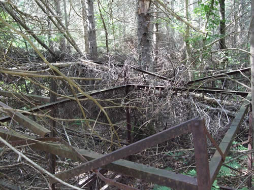 There were some good sized trees growing through the bunk beds.