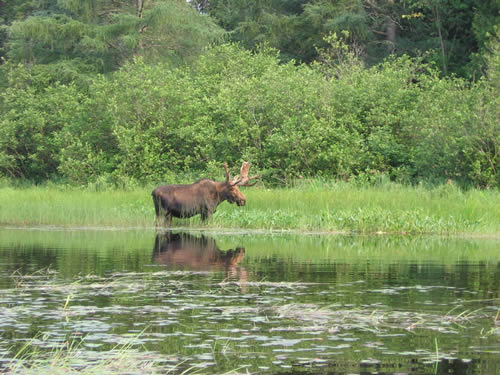 Bull moose.