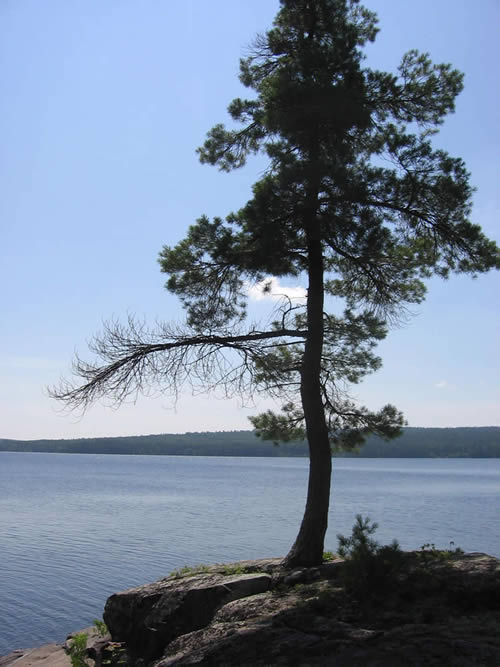 Tree at rocky shoreline.