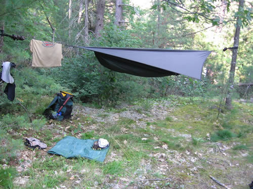 Hammock setup amidst the blueberry patch.