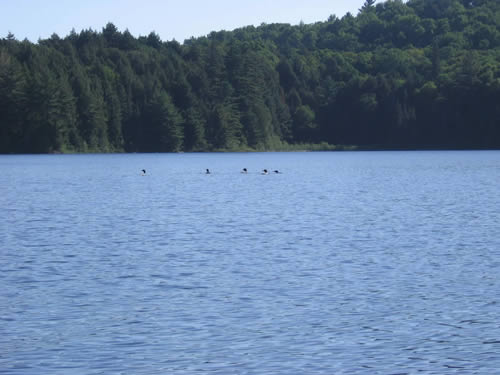 Gathering of Loons.