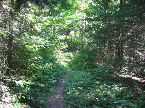 Along the Dickson - Bonfield portage.