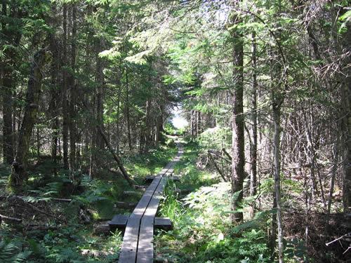 Boardwalk on the Dickson - Bonfield portage.