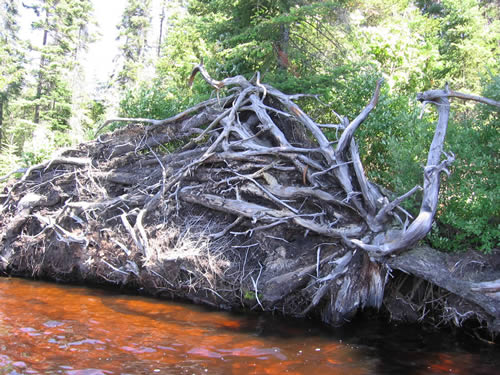 Rootball at Bonfield Lake. This is how your muscles feel when you get there.