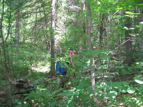 Flagging our route through the bush.