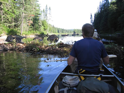 Jim eyes a beaver dam.