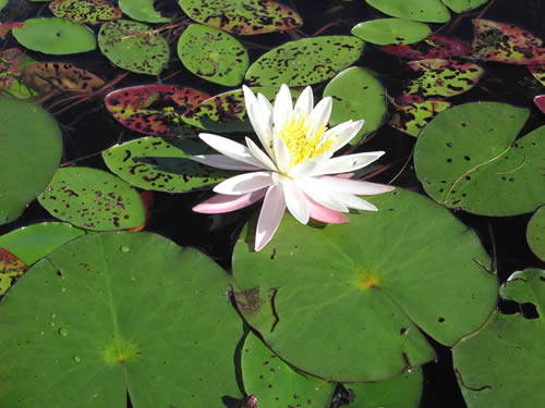 Water Lilly flower.
