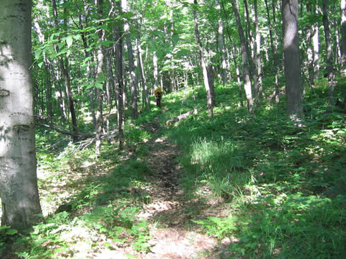 Portage walk in the shady woods.