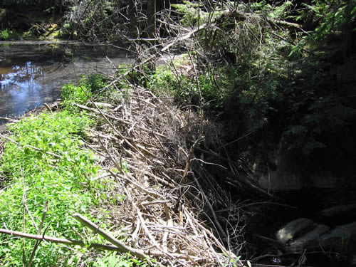 Large beaver dam.