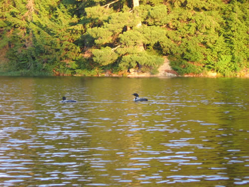 Loons on Chibiabos Lake.