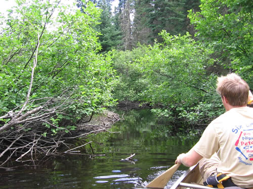 Jim eyes the enclosing alders approach.