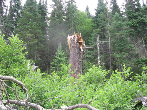 Wind damaged Pine.