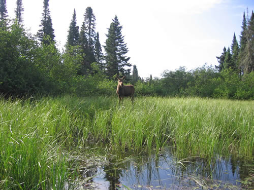 Moose calf checking us out.